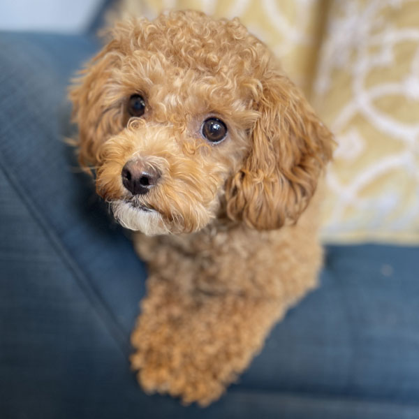 Beth - Toy Poodle