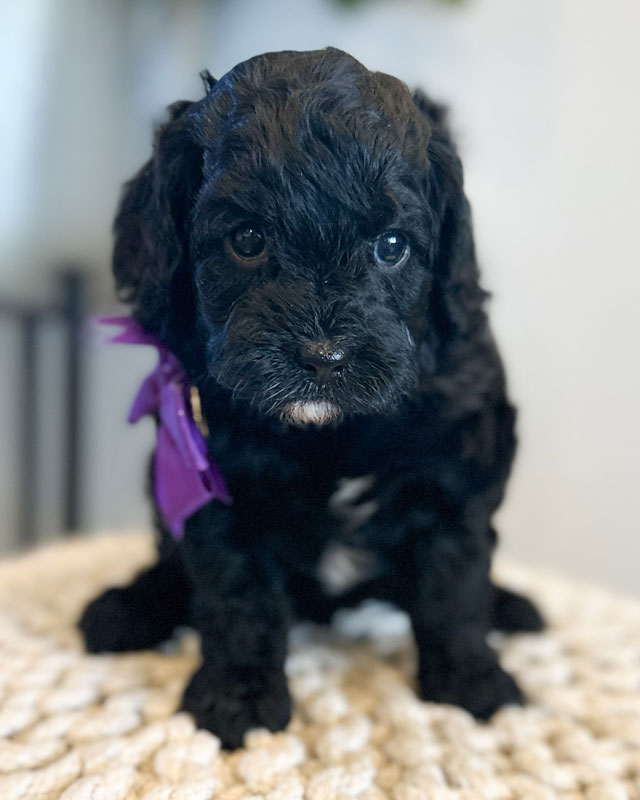 Cavapoo Puppies for Sale and Available in Utah by Taylor Made Puppies Utah