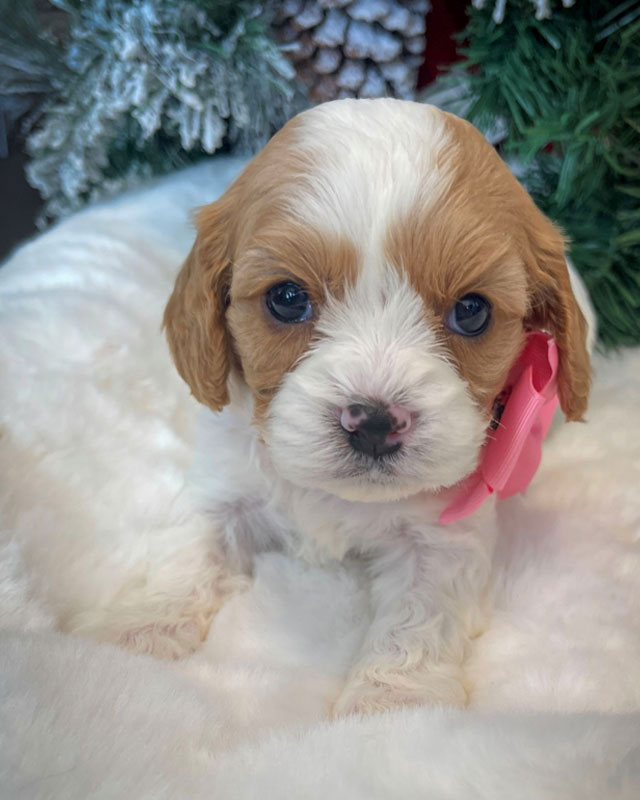 Cavapoo Puppy in Utah