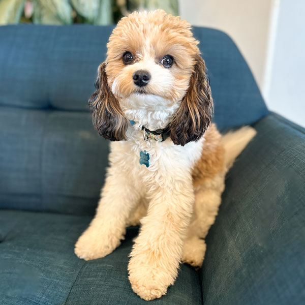 Cavapoo Dad