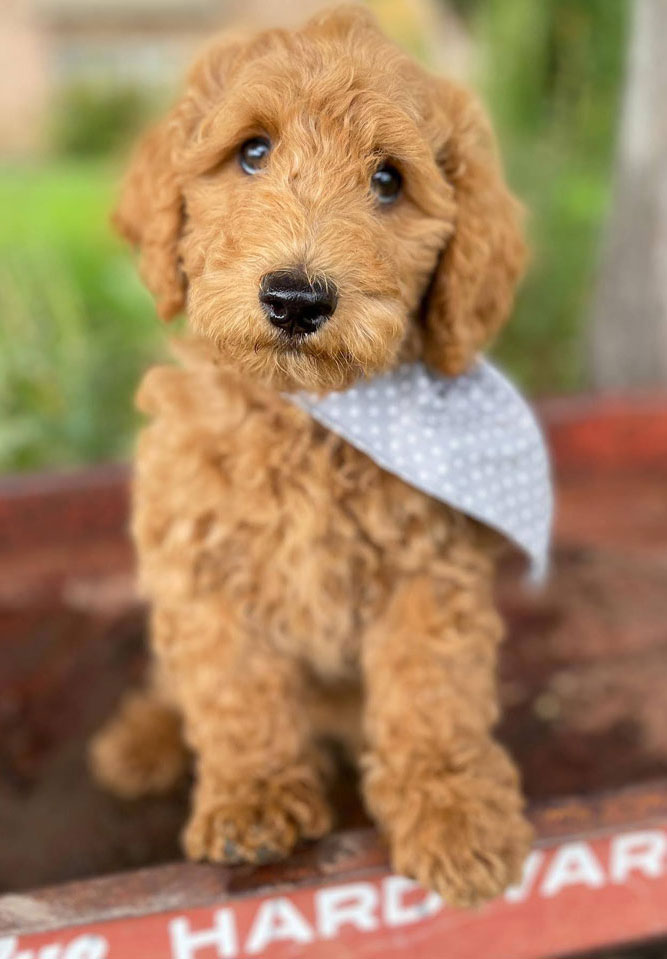 Goldendoodle Puppies in Utah