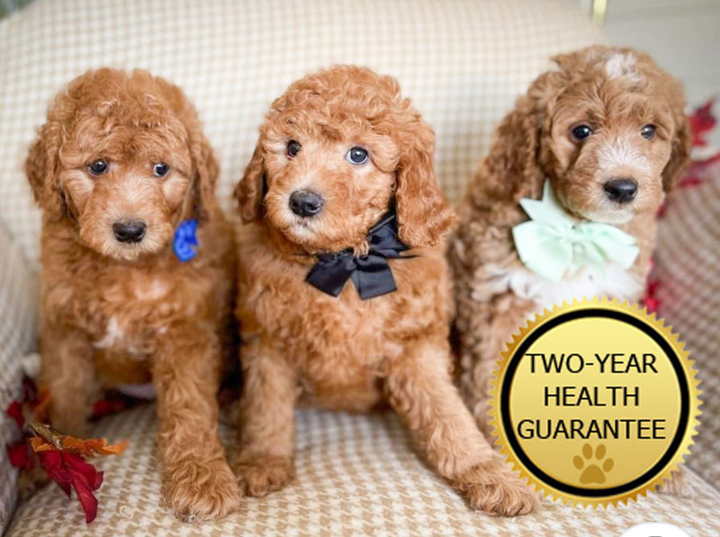 Puppy Guarantee