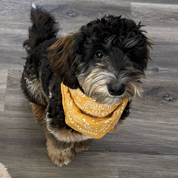 Indy - Bernese Cavapoo Mom