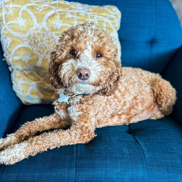 Leia - Teacup Goldendoodle Mom