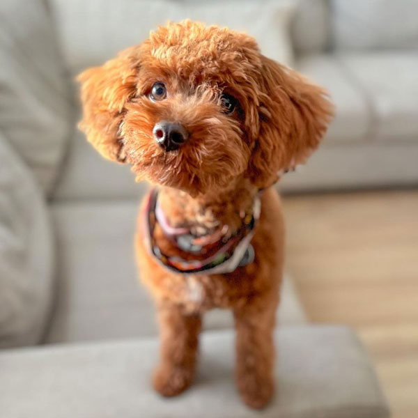 Mara - Cavapoo Mom