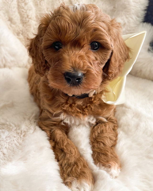 Cavapoo Puppy Prices