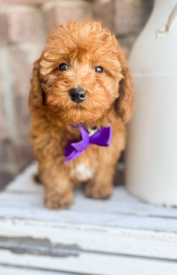 How to care for your goldendoodle puppy