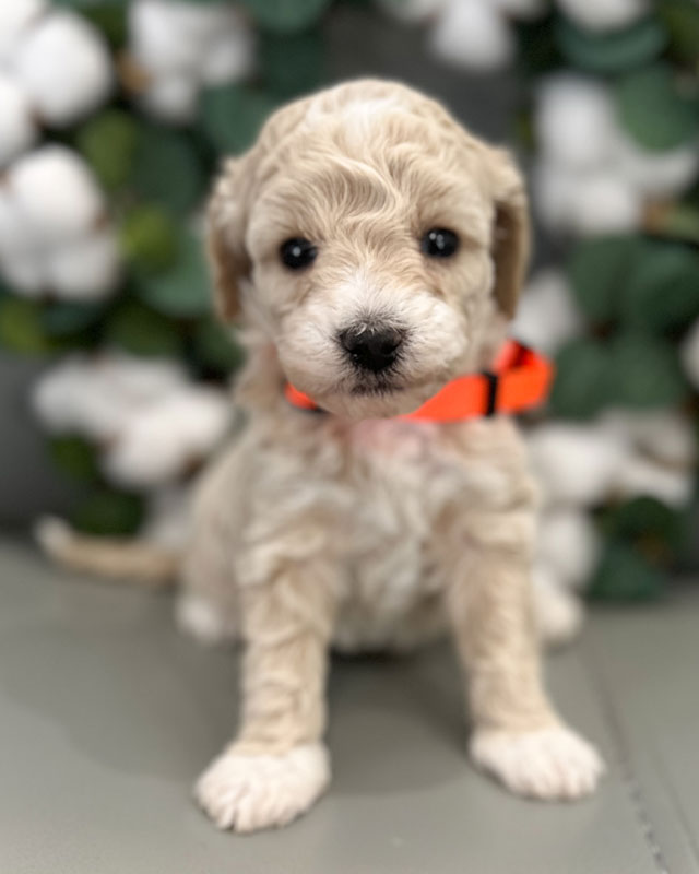 Mini Goldendoodle and Cavapoo Puppies for Sale and Available in Utah by ...