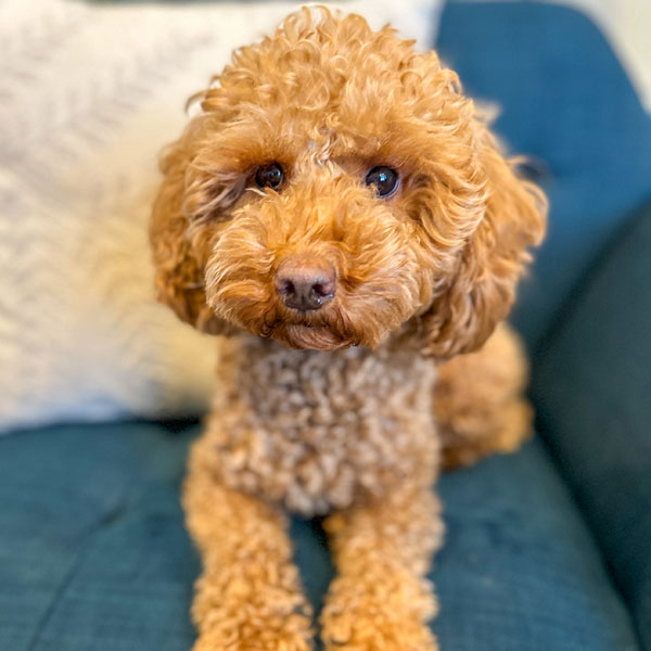 Ruby - Teacup Goldendoodle