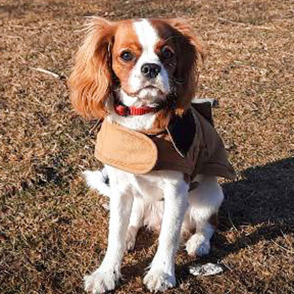 Scout Puppy Deposit