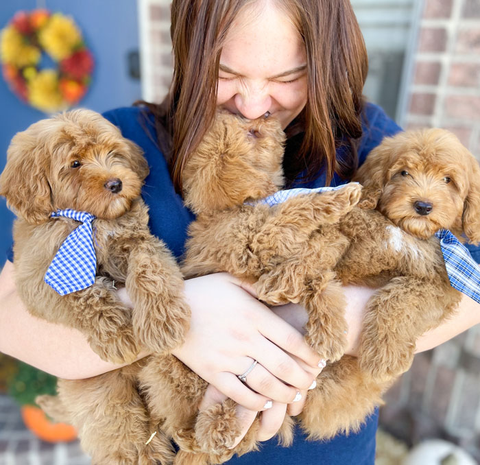 Ashlie Cashin - Owner Taylor Made Puppies Utah